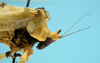 CollectionObject 1542953; DEES MZLQ-I0027', 6176f8f0-1277-436d-be97-caab12908460: male, pronotum and head lateral view (paratype). (CollectionObject).