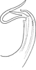Aedeagus, lateral view on Edwardsiana geometrica (Schrank, 1801): Aedeagus, lateral view. (Observation).