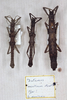 CollectionObject 1561565; 2f136892-801f-40d4-83b9-fec3f39b907b: copyright MSNG. Datames arietinus male and female (paralectotypes). (CollectionObject).;CollectionObject 1561566; e3c49425-0200-46ca-9709-6b7e0d7b890c: copyright MSNG. Datames arietinus male and female (paralectotypes). (CollectionObject).