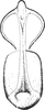 Aedeagus, ventral view on Arocephalus remanei Dlabola, 1971: Aedeagus, ventral view. (Observation).