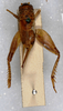 CollectionObject 1517736; dc663fae-5bbc-4356-9d57-4bf5162e1c94: female, dorsal view (holotype). (CollectionObject).