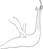 Aedeagus, lateral view on Edwardsiana singularis Anufriev, 1975: Aedeagus, lateral view (after Anufriev). (Observation).
