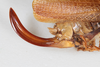 CollectionObject 1505641; e4635de1-ef4d-46e5-a514-e3b08435591c: female, lateral view (syntype). (CollectionObject).