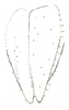 Marenestha inconspicua Brunner von Wattenwyl, 1878: male subgenital plate (2 mm), specimen from Chile in ANSP, det. Grant 1965 (pencil drawing). (Otu).