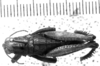 CollectionObject 1540828; d4c24bc8-6ef0-45ac-add8-792485267e32: Image Carbonell, C.S. male, dorsal view (holotype of Batrachopus tibialis). (CollectionObject).