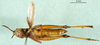 CollectionObject 1501416; 46a4efd5-3770-4e4d-9dd5-3609c624d4e2, DORSA BA000491S01: male, ventral view (holotype). (CollectionObject).