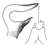 Pl. 6, Figs. 3, 4. male cercus and subgenital plate. Depicts Dissonulichen (Dissonulichen) hebardi (Costa Lima & Guitton, 1960), an Otu.