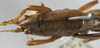CollectionObject 1539571; ffddf332-545c-4500-94f6-a57b0c11c584: male pronotum, dorsal view (syntype). (CollectionObject).