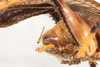 CollectionObject 2602181; 6e5c7ae2-6b2d-4749-83bf-67cc330e0a3d: male, lateral view (syntype). (CollectionObject).