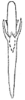Aedeagus, ventral view: Aedeagus, posteroventral view. (Observation).
