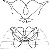 Abdomen, sternal apodemes, ventral view: !! display not done !! on Diceratalebra interrogata (Knull, 1940): Abdomen, sternal apodemes. (Observation).