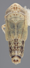 Habitus, dorsal view on Athysanella (Athysanella) kadokana Knull, 1951: Dorsal - Male. (Observation).
