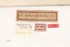 CollectionObject 1532484; d5bf0df3-3594-4eaf-923b-15ef81833a40: female, labels (holotype). (CollectionObject).