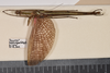 CollectionObject 1598195; c1d630a7-cb30-41a8-9955-a5c88c837715: copyright QM. male, dorsal view (paratype). (CollectionObject).;CollectionObject 1598196; 92134e30-9cd1-46d1-8eda-fc8d0a34f9dd: copyright QM. male, dorsal view (paratype). (CollectionObject).
