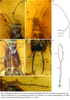 Metaxylabis baii Peng, Engel, Zhuo & Nel, 2025: (Otu).