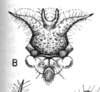 Head on Cyphonia sinuata Sakakibara, 1968: (Observation).