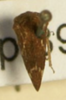 Habitus, dorsal view: !! display not done !! on Entylia bactriana Germar, 1835: (Observation).