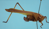 CollectionObject 1542947; 59b21c62-0c28-4546-a153-559fbeacd359: female, body lateral view ("allotype" of Phaneroptera quadrivittata). (CollectionObject).