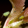 Aphis (Aphis) spiraecola Patch, 1914: on Crataegus sp (Photo:Voegtlin. D.). (Otu).