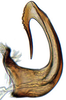 Aedeagus, lateral view on Anoterostemma ivanoffi (Lethierry, 1876): Anoterostemma ivanhoffi, aedeagus, laterally (INHS). (Observation).