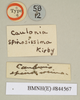 CollectionObject 1562109; NHMUK(SF IMPORT DUPLICATE) 844567, 373952ad-9694-4b07-a526-0d826aa0dc25: copyright Natural History Museum, London. female, data labels [circular label reversed] (holotype). (CollectionObject).