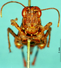 CollectionObject 1578663; 7b496661-5f71-4240-8a26-d0434a7f8177: female, frontal view (paratype). (CollectionObject).