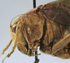 CollectionObject 1565450; deab8860-1231-4d8c-b0e9-deac4cb84bd9: female pronotum lateral (paratype). (CollectionObject).