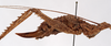 female, lateral view (syntype). Depicts CollectionObject 1534679; f81ecc9e-18df-4391-ac24-8605e4498df7, a CollectionObject.