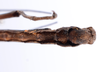 CollectionObject 1557227; 8a936a68-9978-4ad0-ad2d-d85b9bc80312: copyright ZMUH, Hamburg. male: end of abdomen, ventral view (syntype). (CollectionObject).