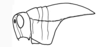 Xyleus laevipes (Stål, 1878): head and pronotum, lateral view. (Otu).