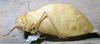 CollectionObject 1537329; EMBT 3226207, 1ff39627-36d8-4ddc-8f1a-dac7d8548f58: male, lateral view. (CollectionObject).