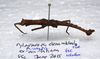 CollectionObject 1576541; b1a42bd8-728d-4f5b-a1fb-5c13fa862864: copyright Francis Seow-Choen. male, lateral view (paratype). (CollectionObject).;CollectionObject 1576542; 858714cd-5e55-4f98-8a9c-4a0930e48f13: copyright Francis Seow-Choen. male, lateral view (paratype). (CollectionObject).