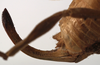 CollectionObject 1534529; 4e083f46-6822-4730-acca-dc3d4a0a1dfd: female ovipositor (syntype of Roxelana rufipes). (CollectionObject).