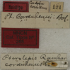 CollectionObject 1535163; 66b24531-7176-4f7f-a66e-a7311711e459: labels (holotype). (CollectionObject).