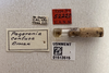 Other: !! display not done !! on Pagaronia (Pagaronia) confusa Oman, 1938: (Observation).