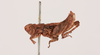 CollectionObject 2052751; 407513ca-ee79-4763-b088-b7eb74904b64, NHMUK015982454: male, lateral view (paratype). (CollectionObject).