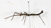 CollectionObject 1557781; f4425a73-ba55-47d7-b674-4484d3aec07a: copyright MNHG, Geneva. male, lateral view (holotype). (CollectionObject).