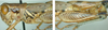 Melanoplus lakinus (Scudder, 1878): male. (Otu).