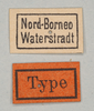 CollectionObject 1561157; 6525acf0-ecc8-4498-beeb-e2ae5001894c: copyright MIZ. female, data labels (lectotype). (CollectionObject).