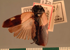 Panesthia shelfordi Hanitsch, 1923: Copyright UMO, Oxford. Type of Panesthia shelfordi, dorsal view. (Otu).