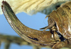 CollectionObject 1532956; 5c91349d-23fe-4c0e-a6ee-05441b5ba550: female ovipositor (syntype). (CollectionObject).