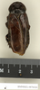 CollectionObject 1572990; 50d67a3d-7bbf-49be-a0e4-ca8506eed2d1: Copyright Natural History Museum, London. Non-type (adult male) in BM(NH). Dorsal view. (CollectionObject).