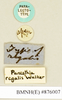 Panesthia regalis Walker, 1868: Copyright Natural History Museum, London. Labels from paralectotype (adult male) in BM(NH). (Otu).