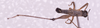 CollectionObject 1581157; f14a84b8-8ebb-4f38-a920-a879e0fc1c18: male, body in dorsal view (Paramastax hirsutum paratype). (CollectionObject).