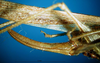CollectionObject 1501742; 4dc6938a-d61c-4e18-83be-bdee46f3dcce, DORSA BT000032S01: female ovipositor (paratype). (CollectionObject).