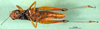 CollectionObject 1590657; e414707c-2f4c-4997-94ef-a807095e25ae: female, ventral view (paralectotype). (CollectionObject).