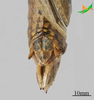 CollectionObject 2275787; 61386727-09ba-49d1-9ac0-df369981fcf5, Unioeste Cascavel K-1300: Female, terminalia in dorsal view. (CollectionObject).