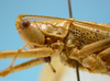 CollectionObject 1542651; 9597346e-a26d-4e5c-9ddb-7d306939850f: male pronotum, lateral view (holotype of Agraecia malkini). (CollectionObject).