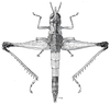 Cryptomastax bicolor Descamps, 1971: Fig. 49. female habitus, dosal view. (Otu).