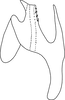Aedeagus, lateral view: from Anufriev, 1969: 184. (Observation).